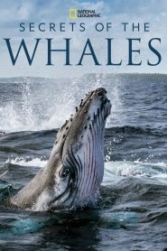 ซีรีย์ฝรั่ง Secrets of the Whales (2021) EP.1-4 (จบแล้ว)